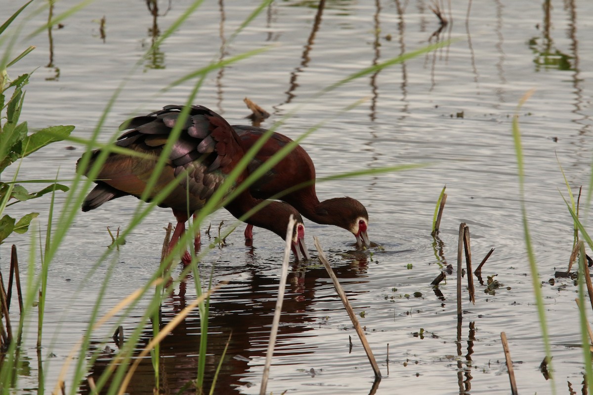 Dendrocygne à ventre noir - ML645545311