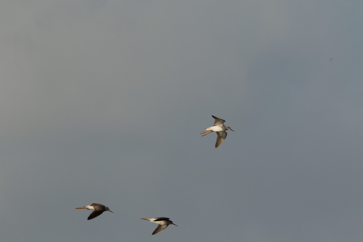 Dendrocygne à ventre noir - ML645545312
