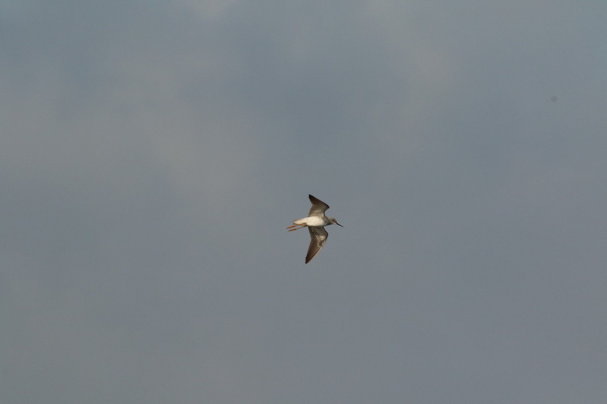 Dendrocygne à ventre noir - ML645545313