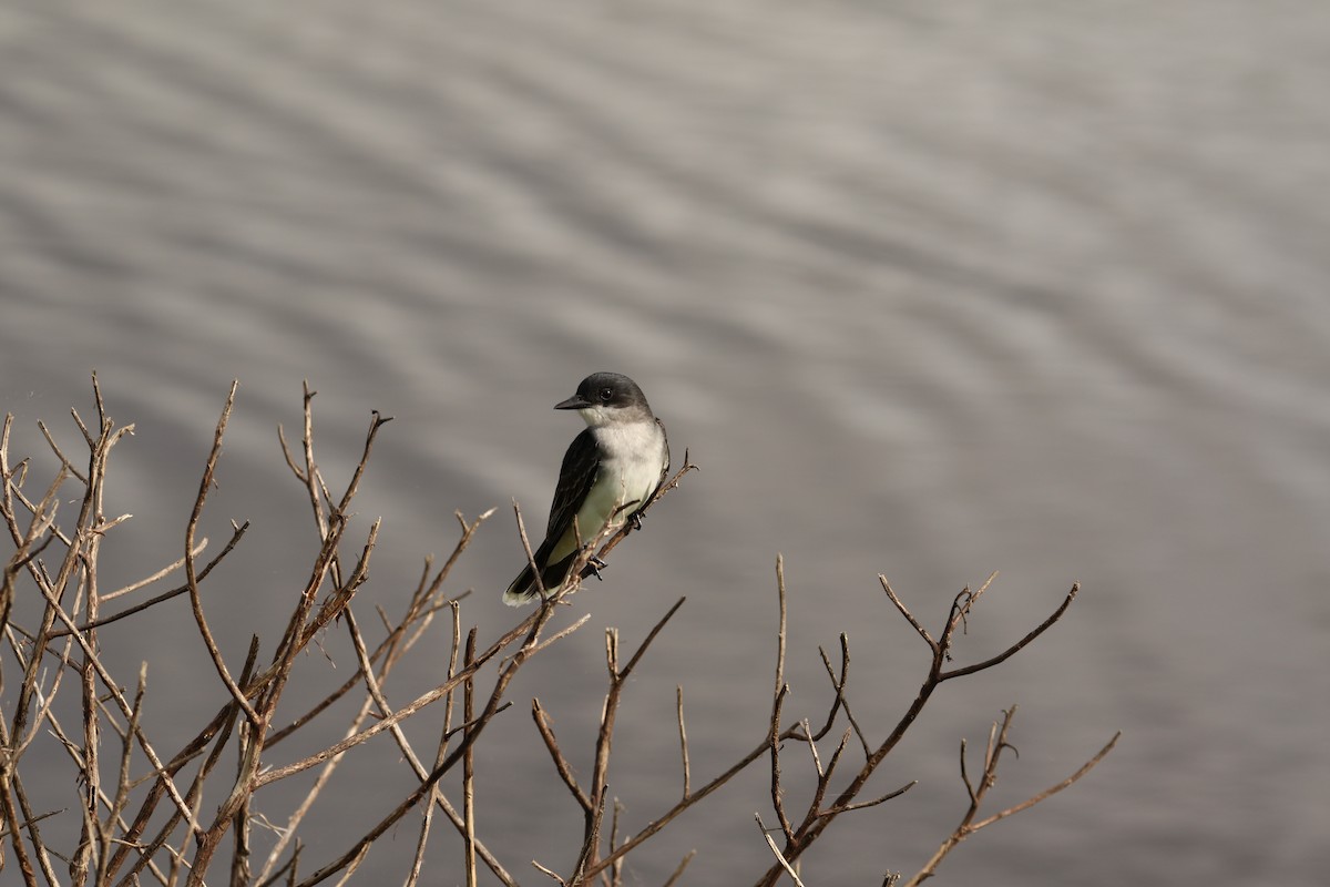 Dendrocygne à ventre noir - ML645545314