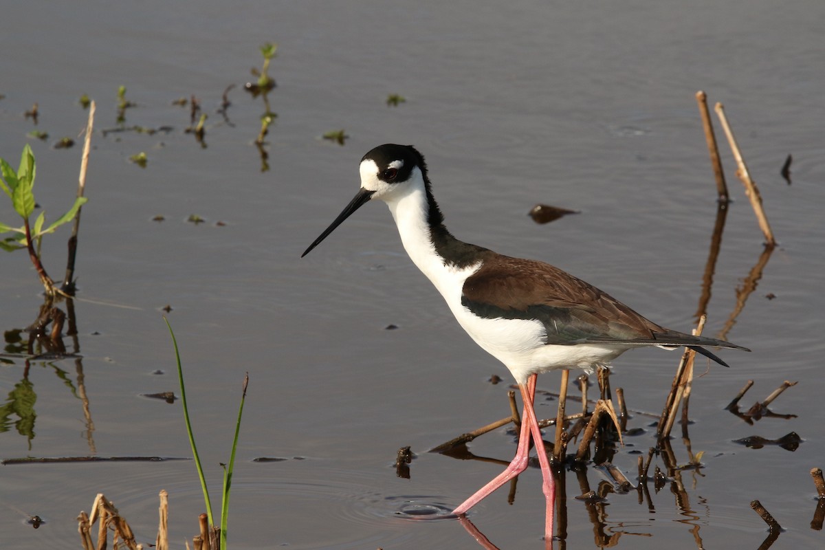 Dendrocygne à ventre noir - ML645545315