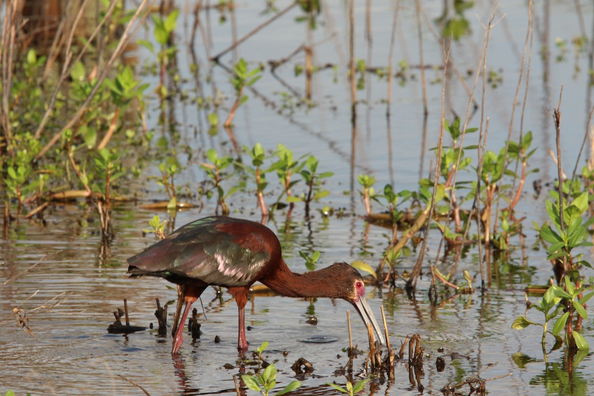 Dendrocygne à ventre noir - ML645545316