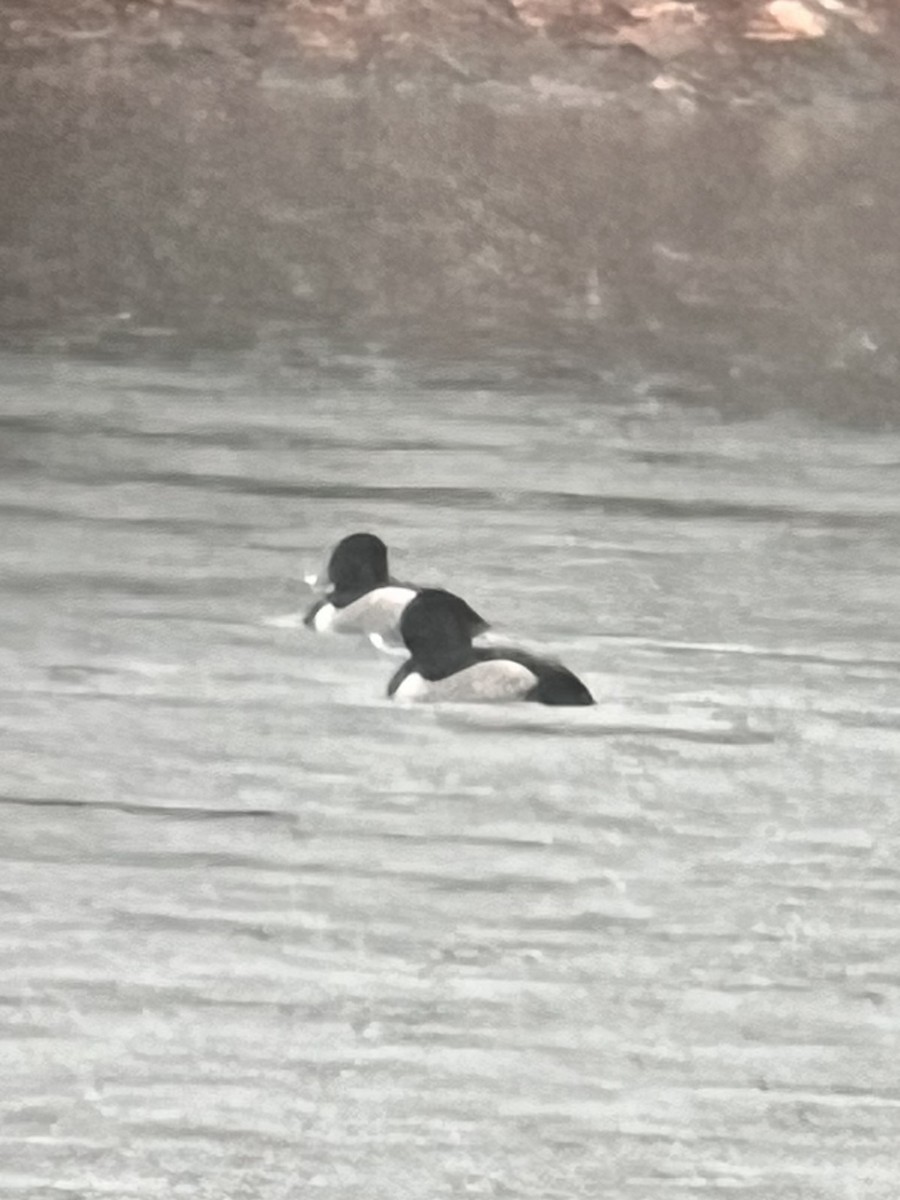 Fuligule à collier - ML645545324