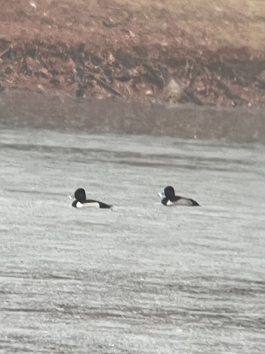 Fuligule à collier - ML645545325