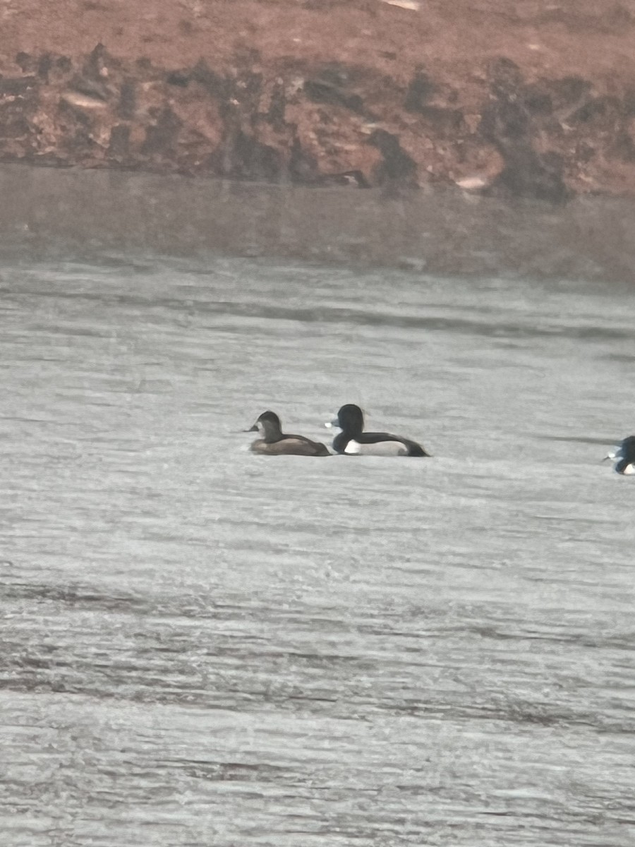 Fuligule à collier - ML645545326