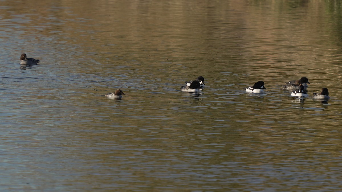 Garrot d'Islande - ML645545327
