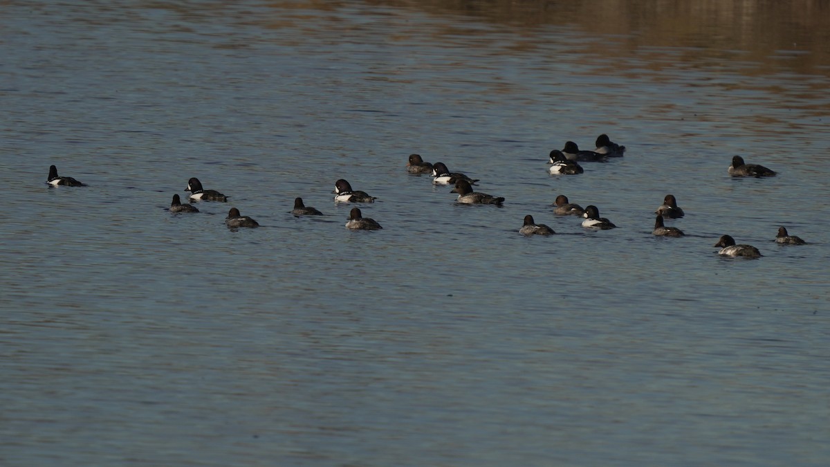 Garrot d'Islande - ML645545328