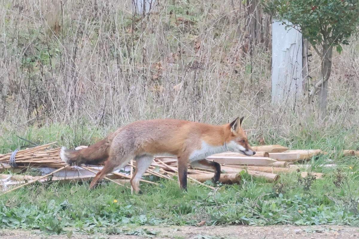 European Red Fox - ML645545333