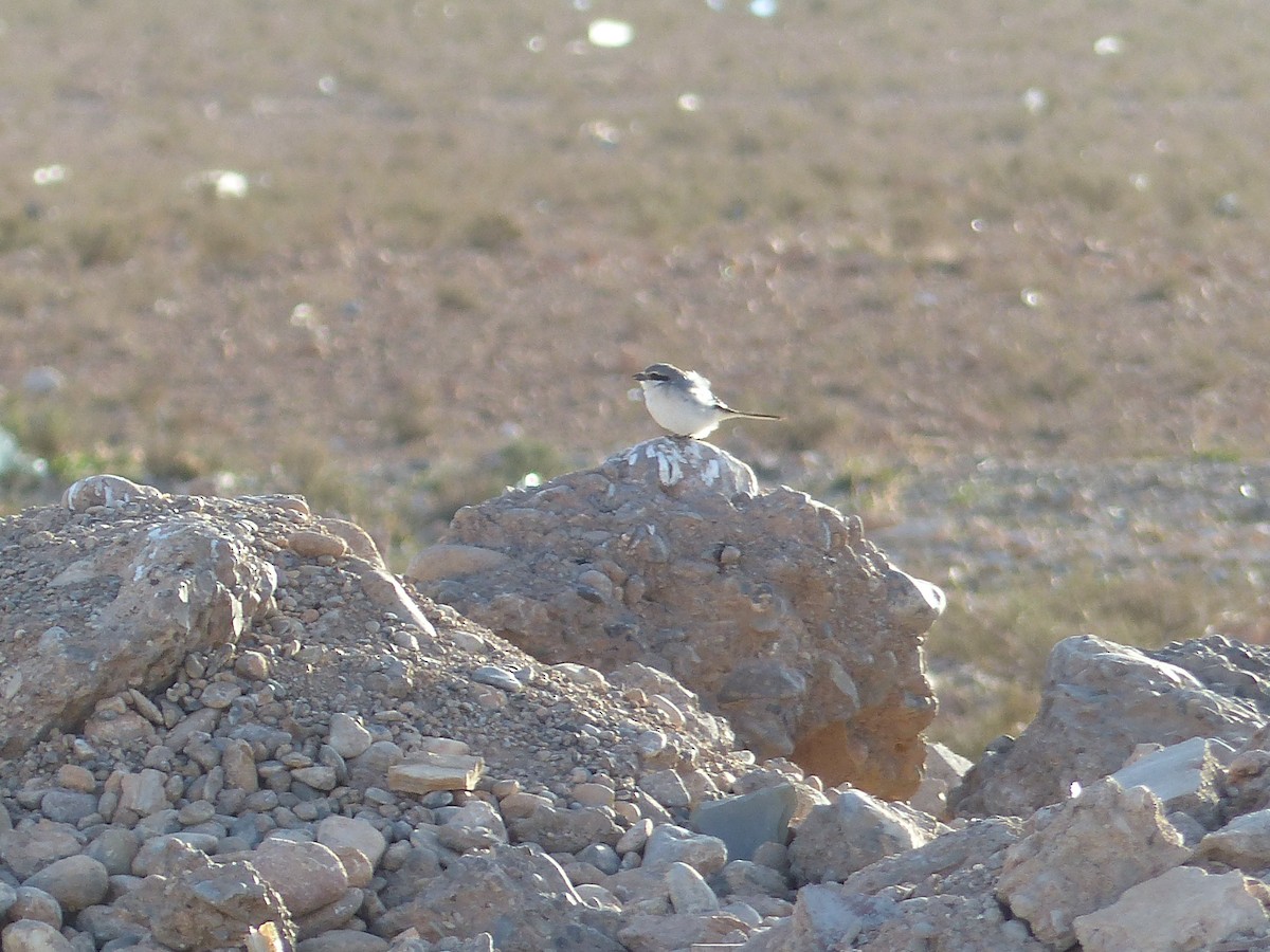 Pie-grièche grise - ML645545343