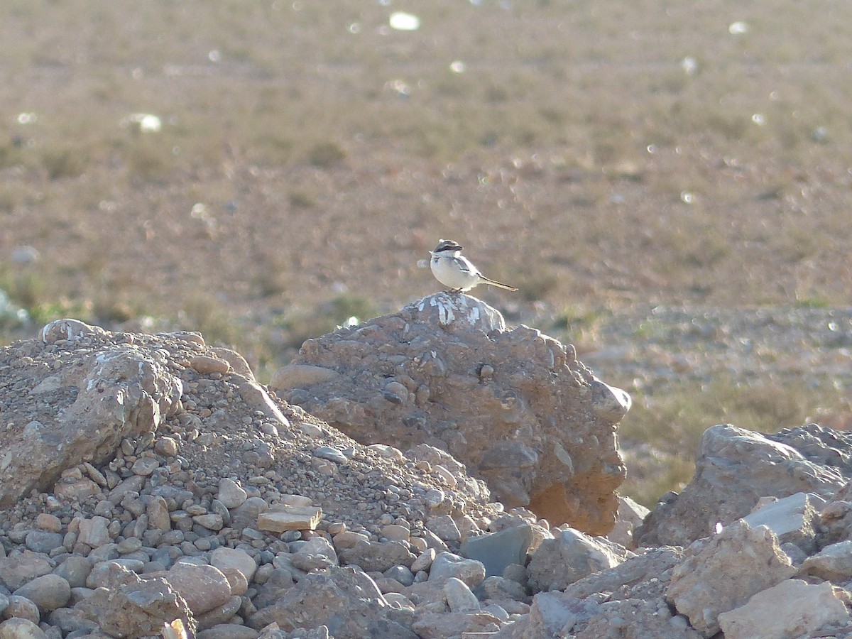 Pie-grièche grise - ML645545344