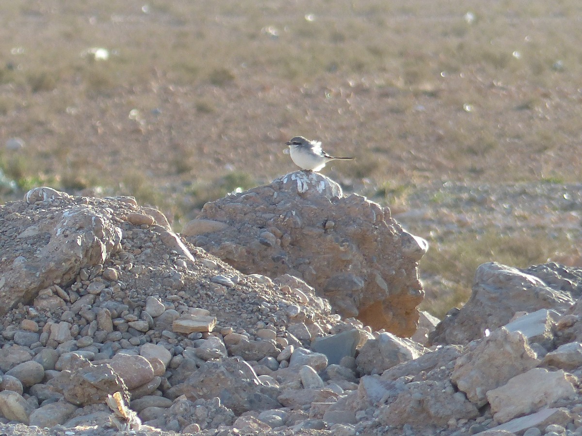 Pie-grièche grise - ML645545345