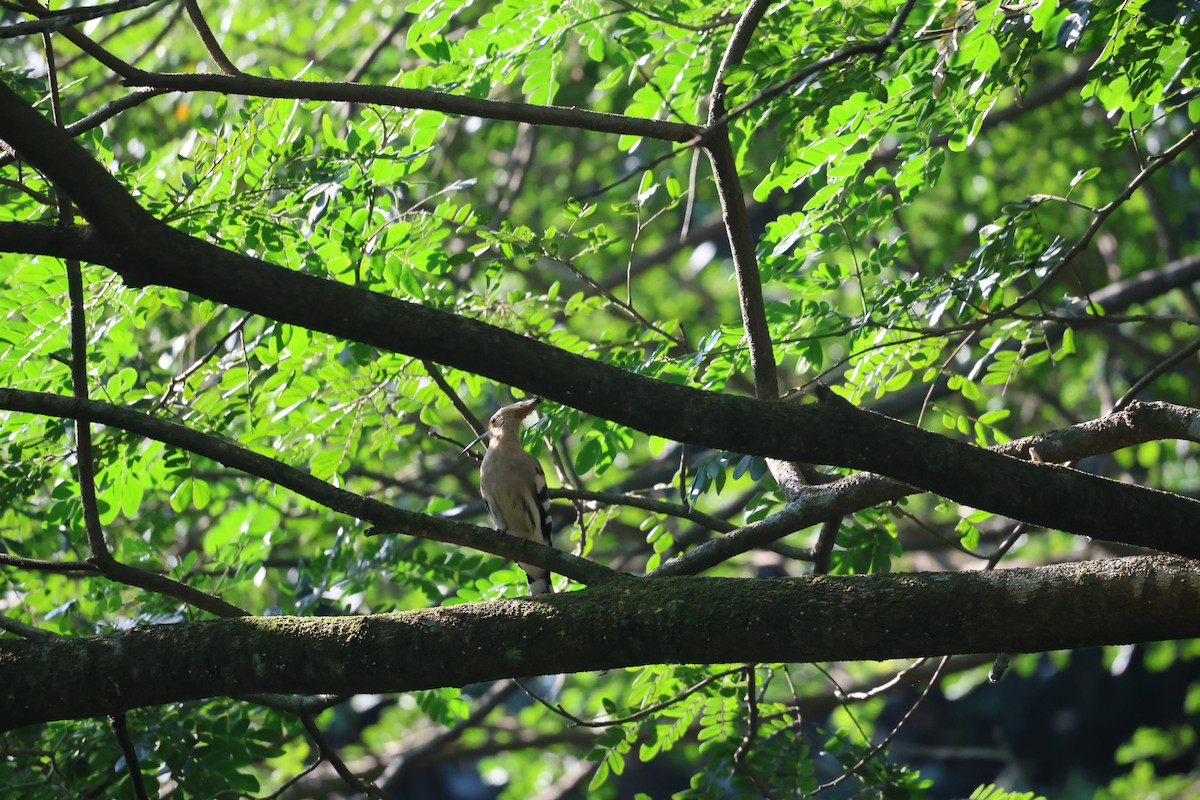 Huppe fasciée - ML645545346