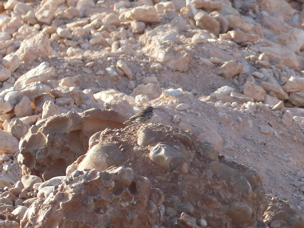 Pipit farlouse - ML645545351