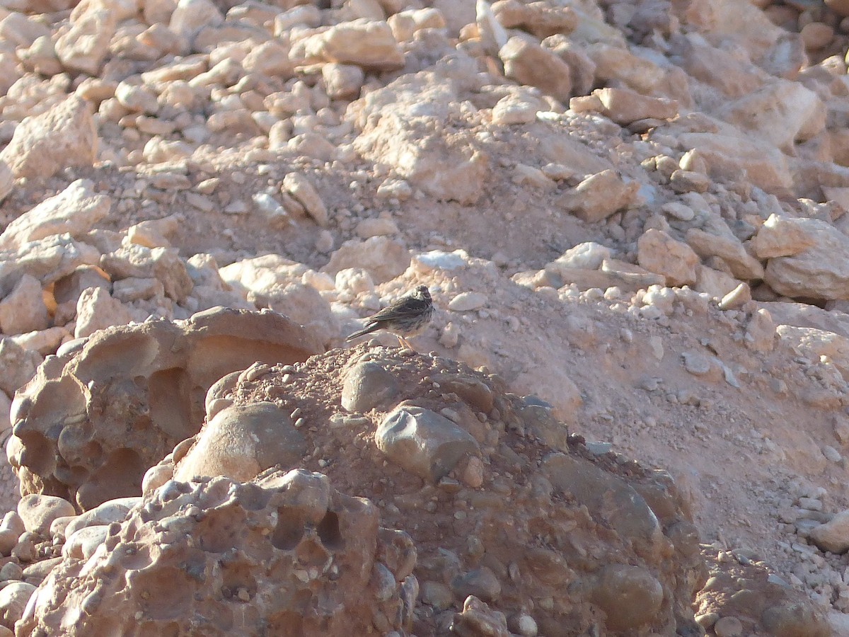 Pipit farlouse - ML645545352