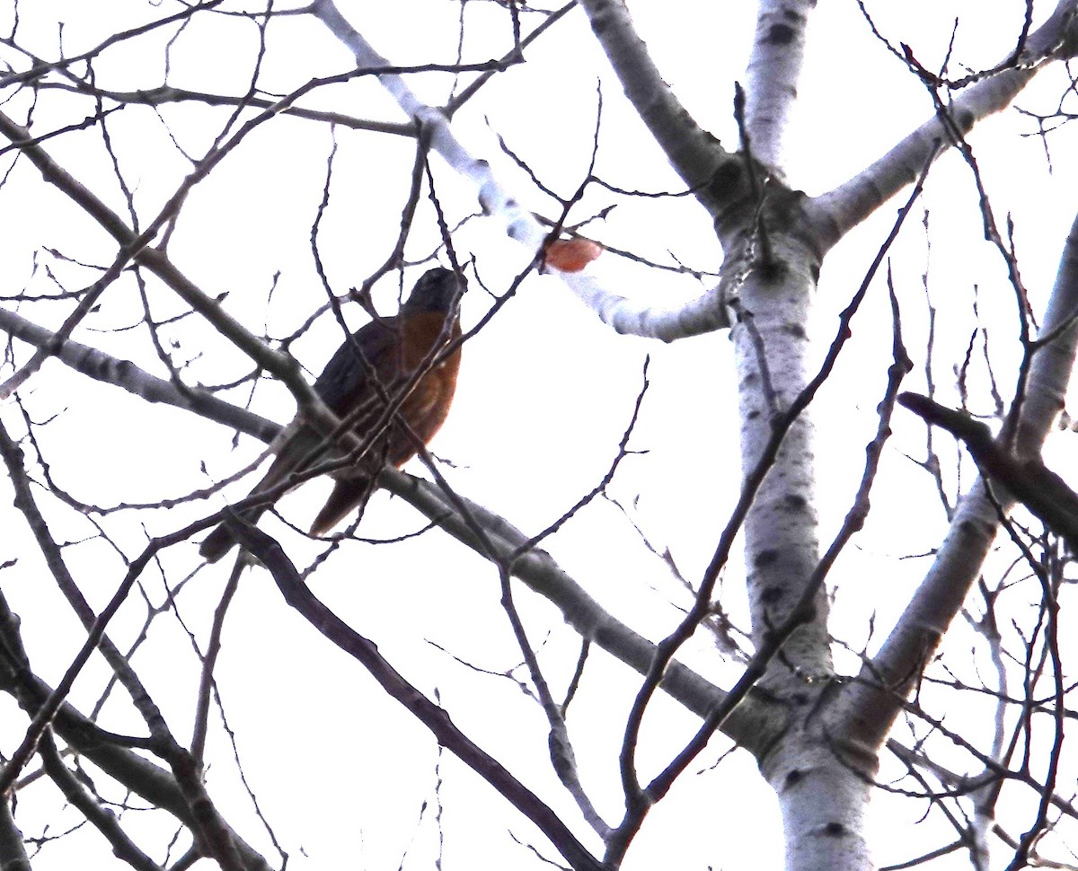 Merle d'Amérique - ML645545353