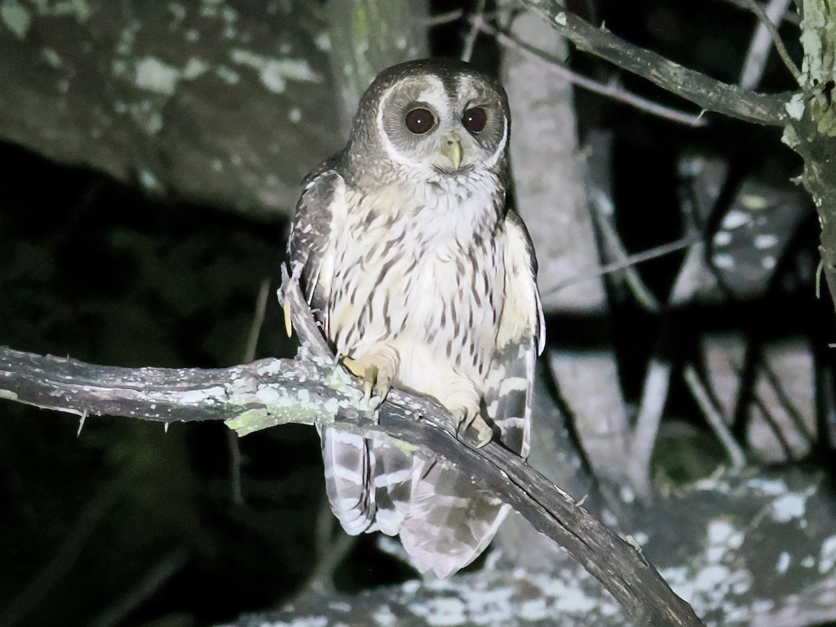 Mottled Owl - ML645545355