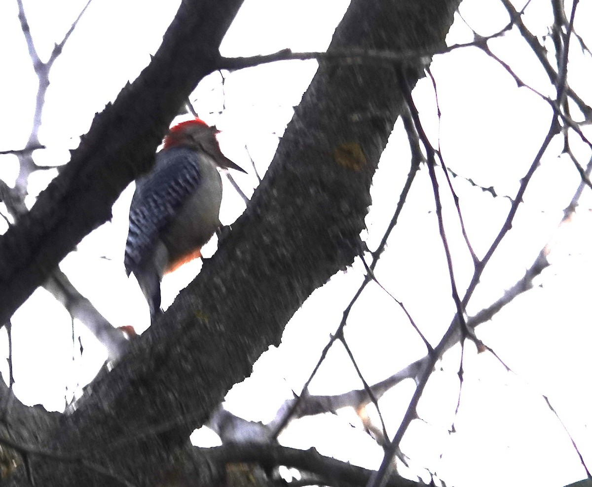 Red-bellied Woodpecker - ML645545377