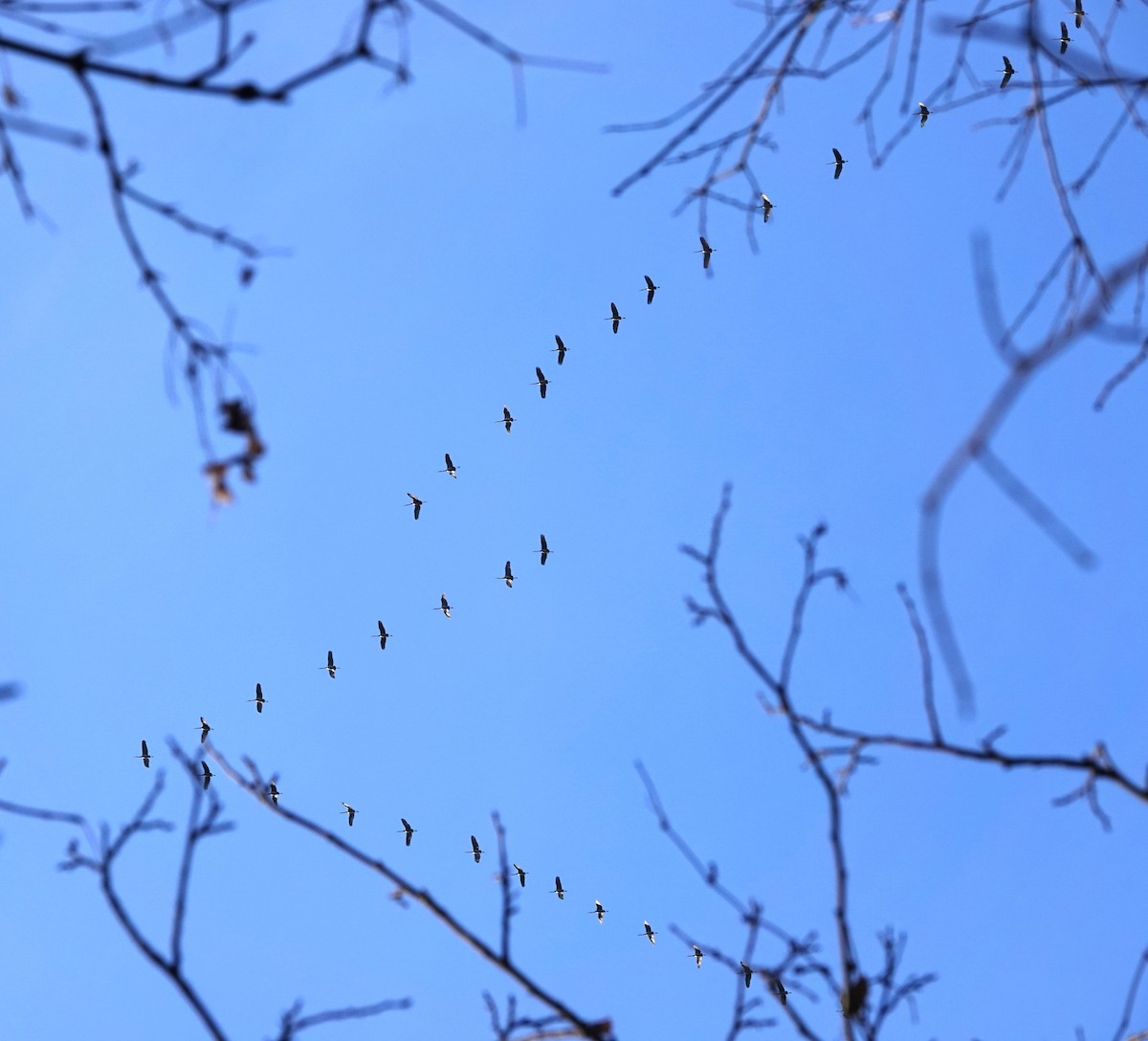 Sandhill Crane - ML645545378
