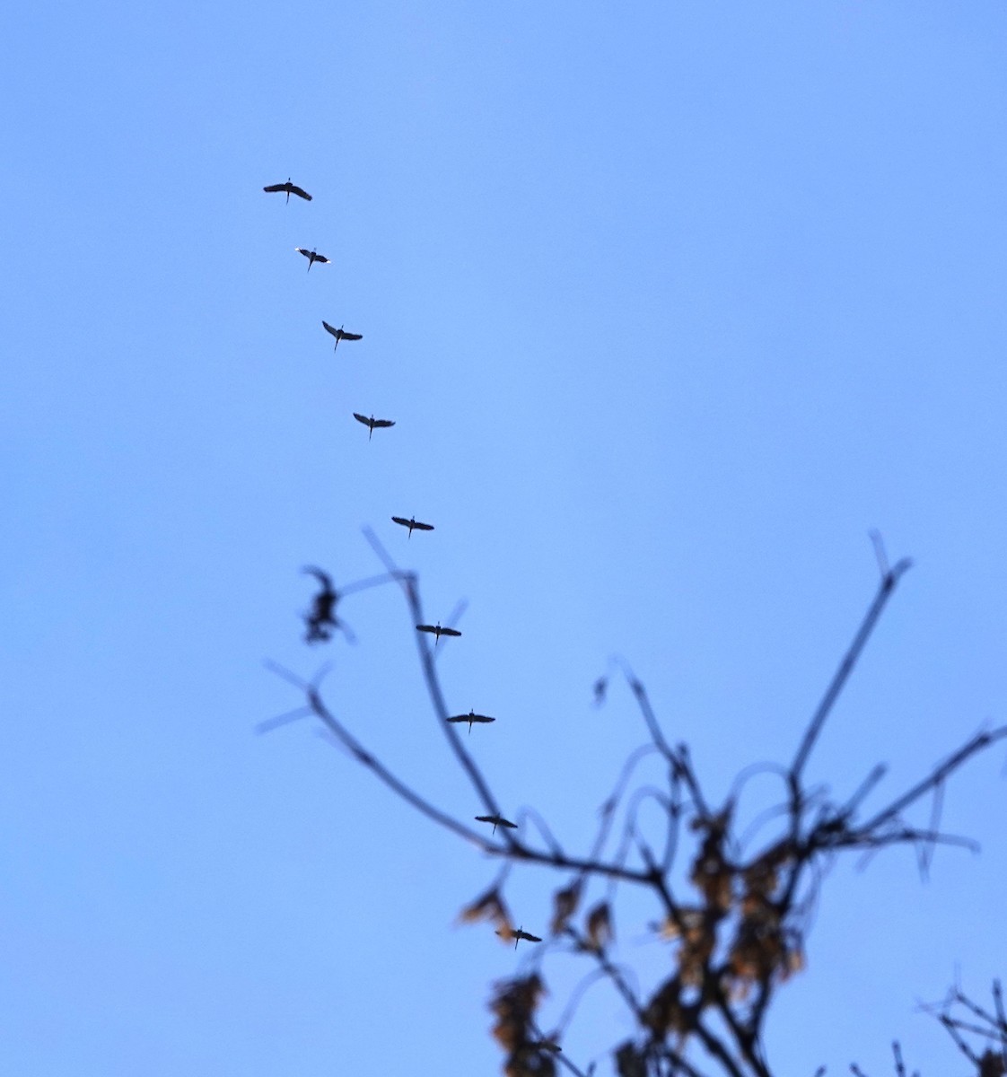 Sandhill Crane - ML645545380