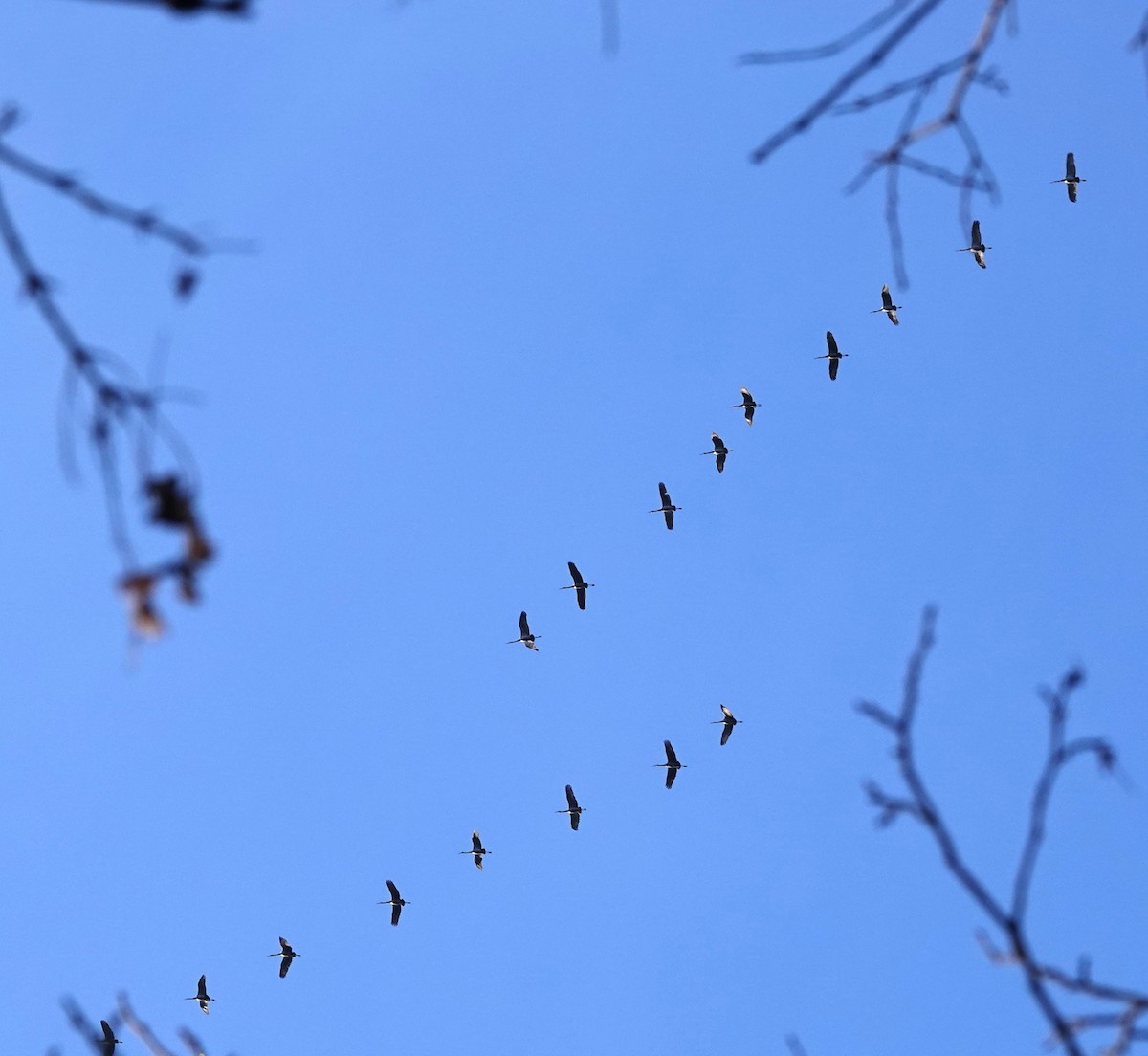 Sandhill Crane - ML645545382