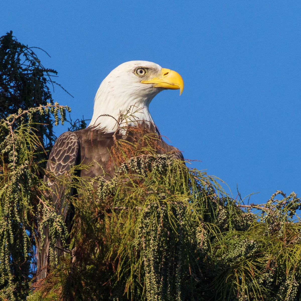 Bald Eagle - ML645545398