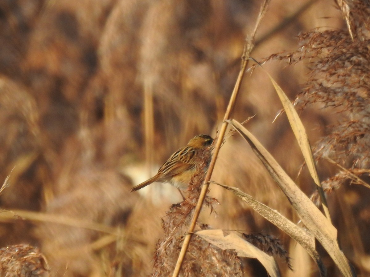 Zitting Cisticola - ML645545405