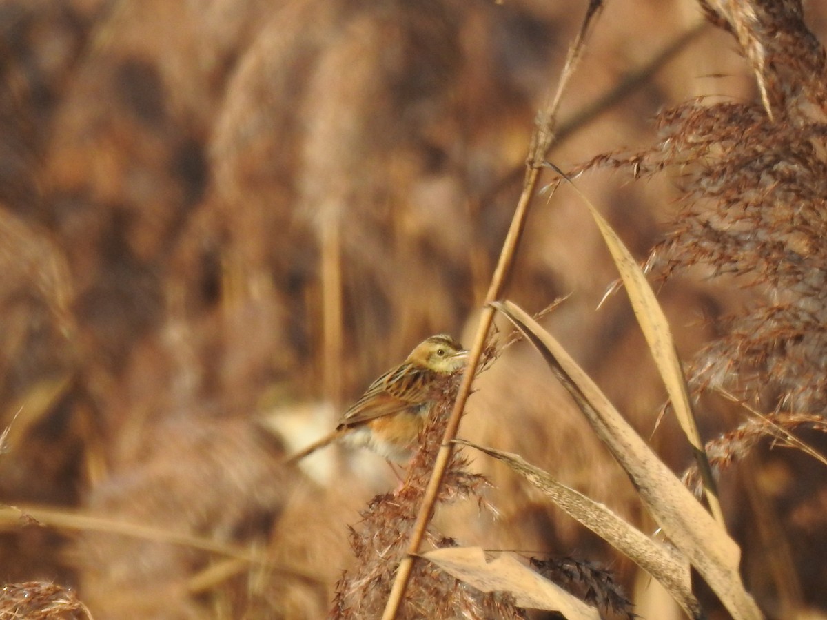 Zitting Cisticola - ML645545406