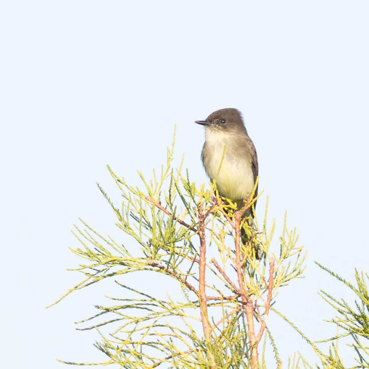 Eastern Phoebe - ML645545411