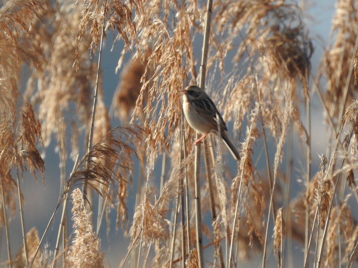 Ochre-rumped Bunting - ML645545413