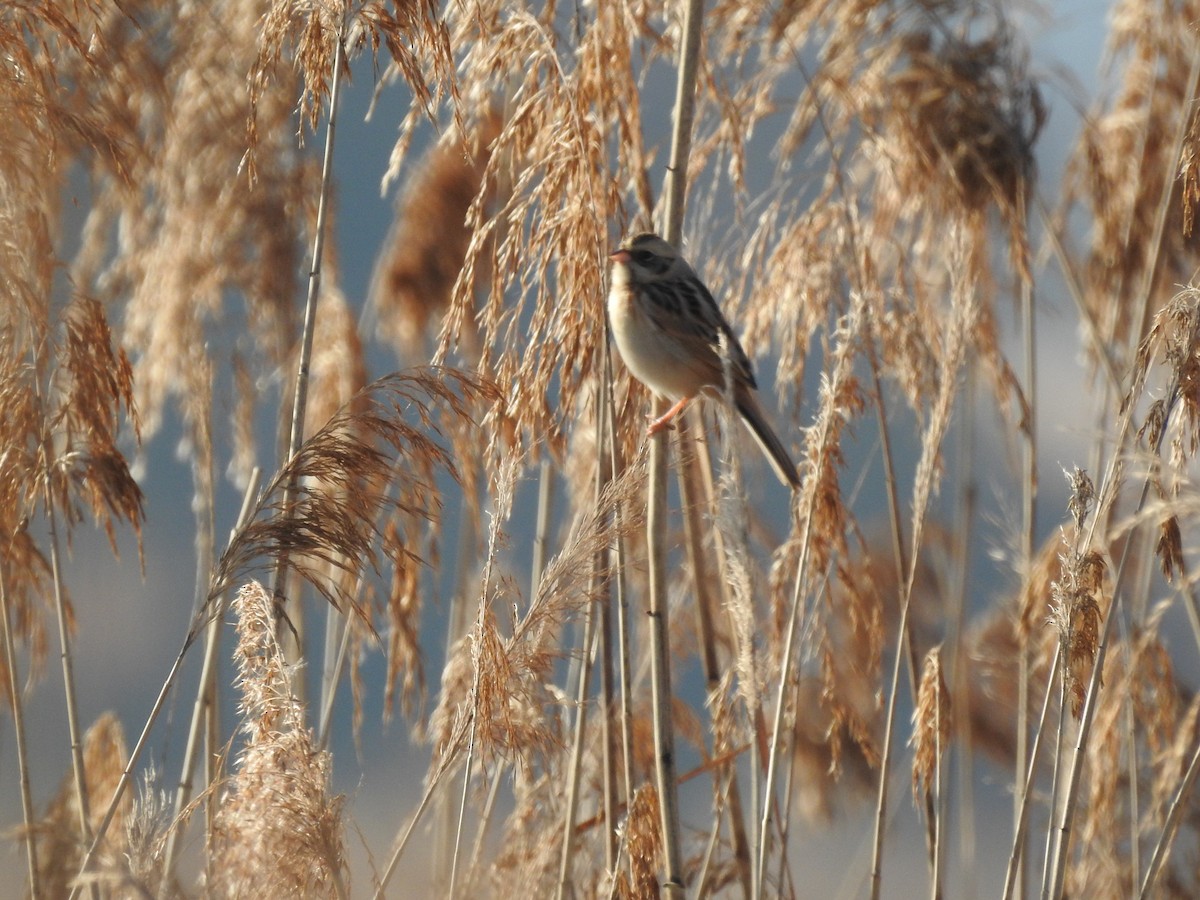 Ochre-rumped Bunting - ML645545414
