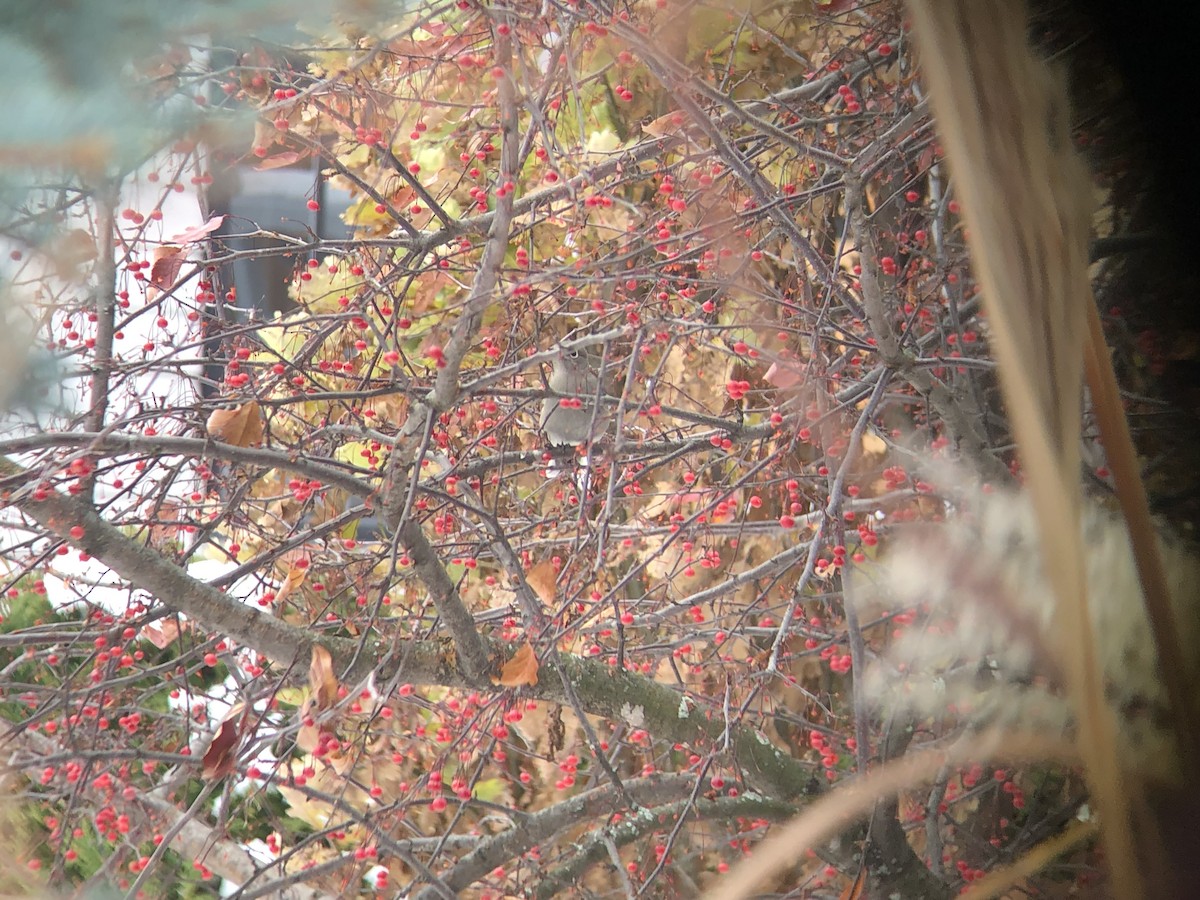 Townsend's Solitaire - ML645545423