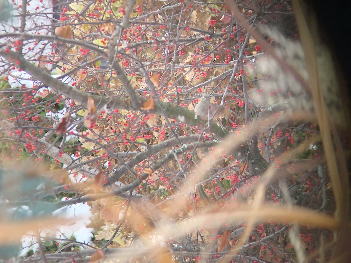 Townsend's Solitaire - ML645545424