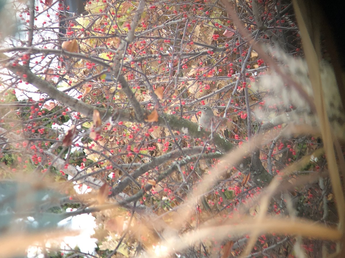Townsend's Solitaire - ML645545425