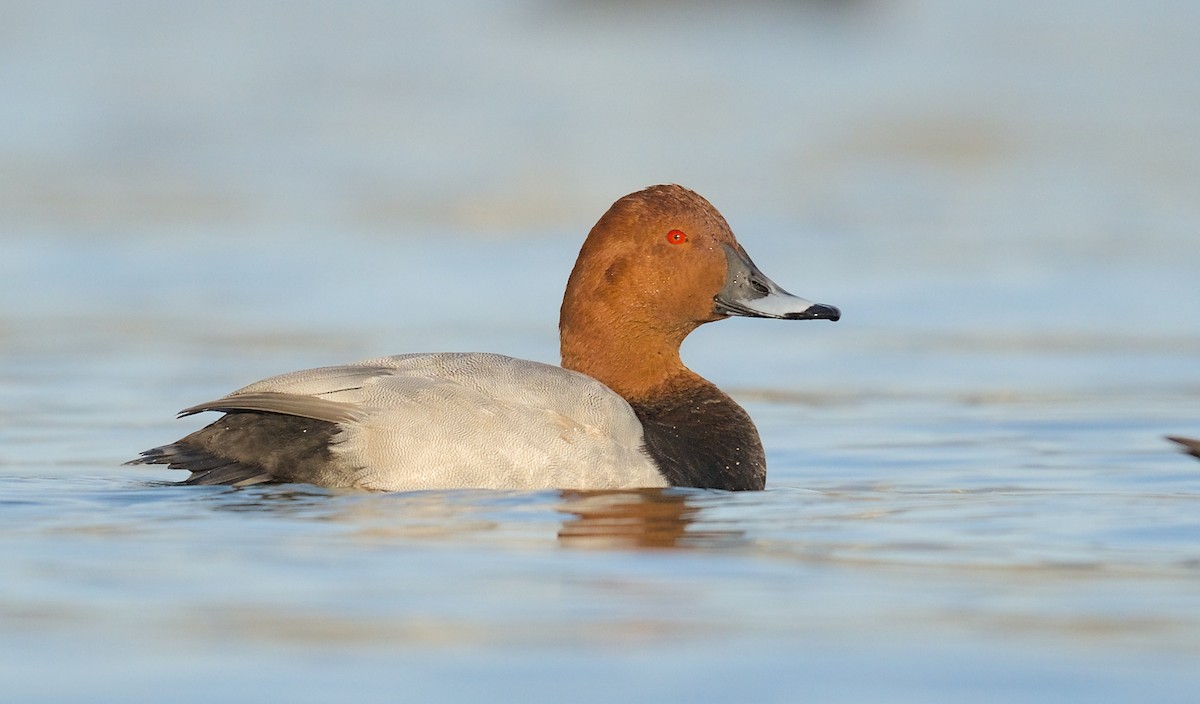 taffeland - ML645545426