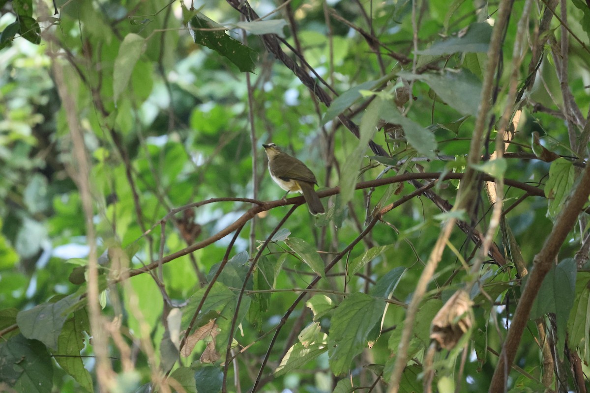 Bulbul Cejiblanco - ML645545428