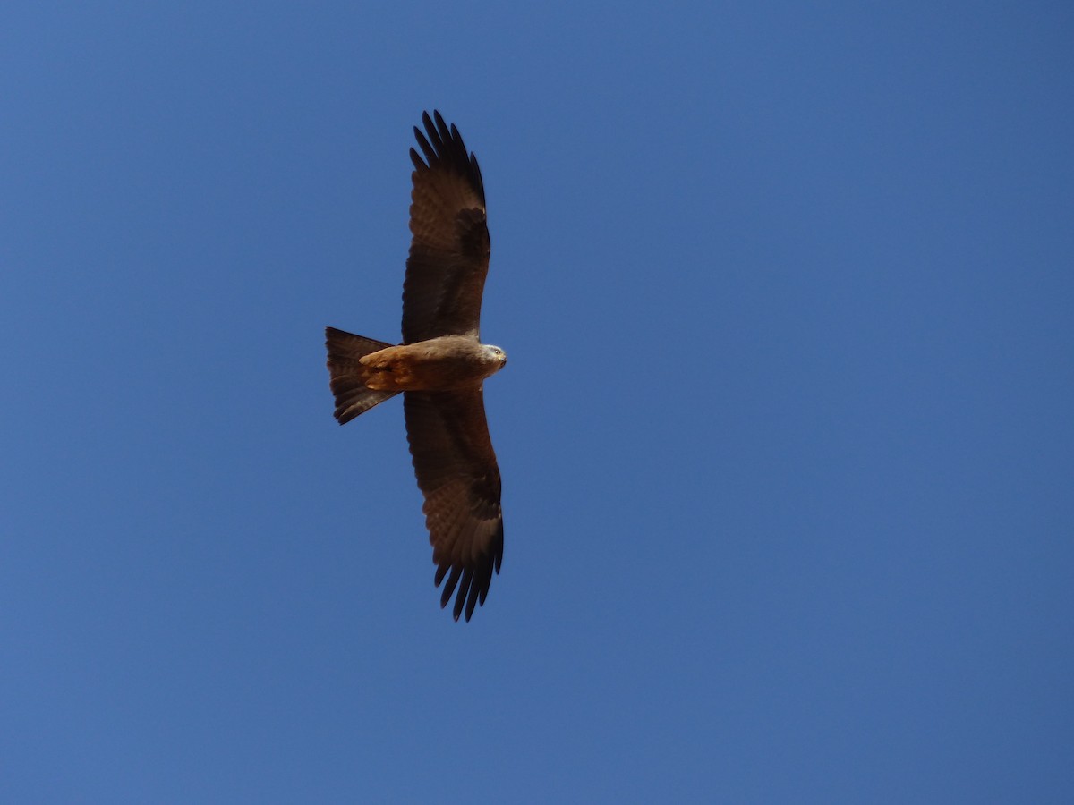 Milano Negro - ML645545431