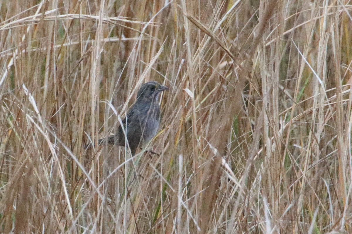 Chingolo Costero - ML645545432