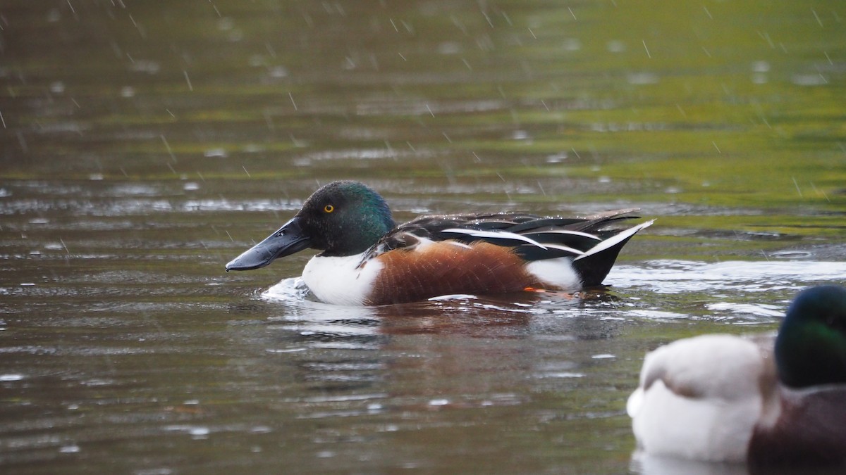 Cuchara Común - ML645545433