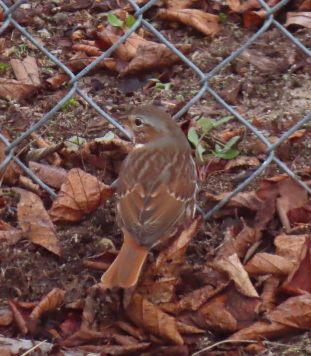 Chingolo Zorruno - ML645545434