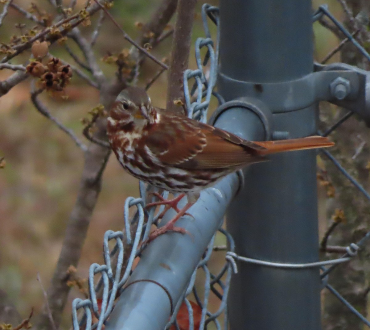 Chingolo Zorruno - ML645545435