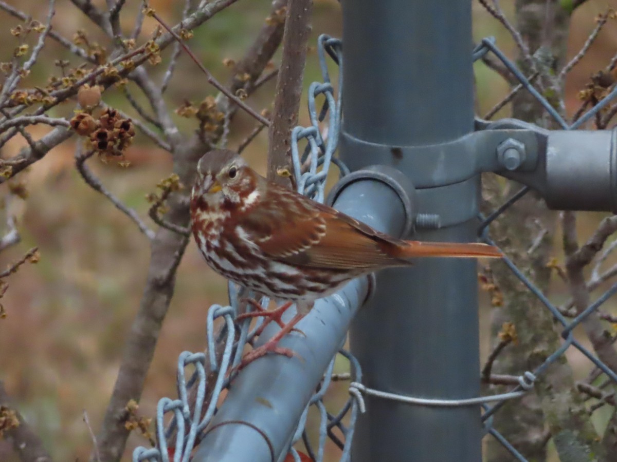 Chingolo Zorruno - ML645545436