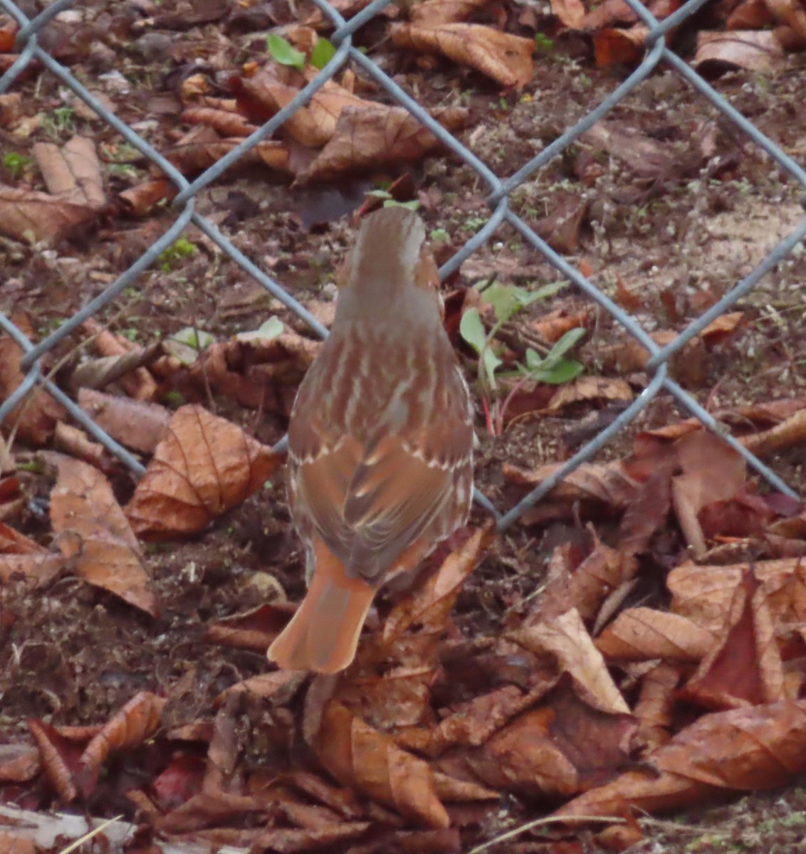 Chingolo Zorruno - ML645545437