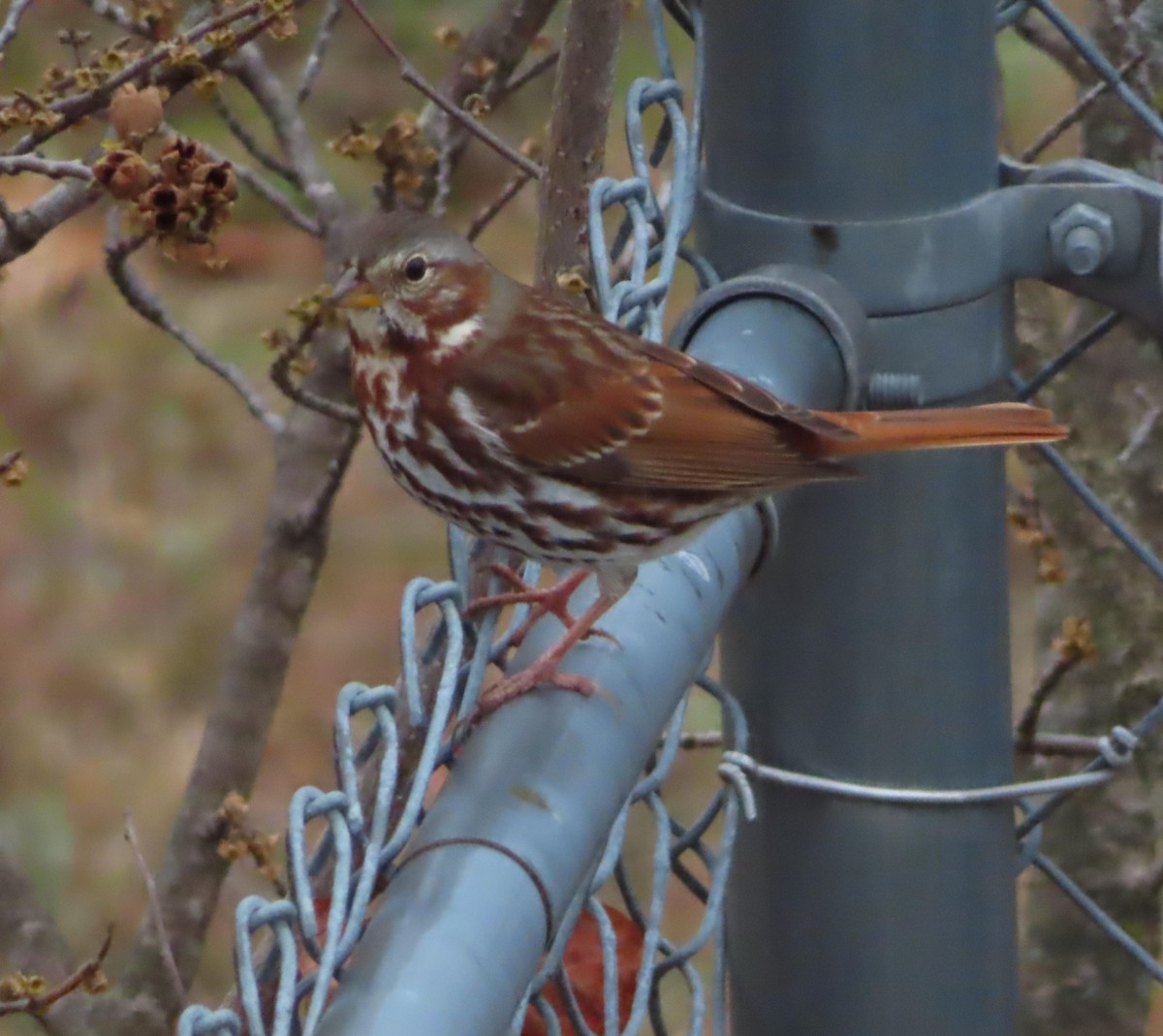 Chingolo Zorruno - ML645545438