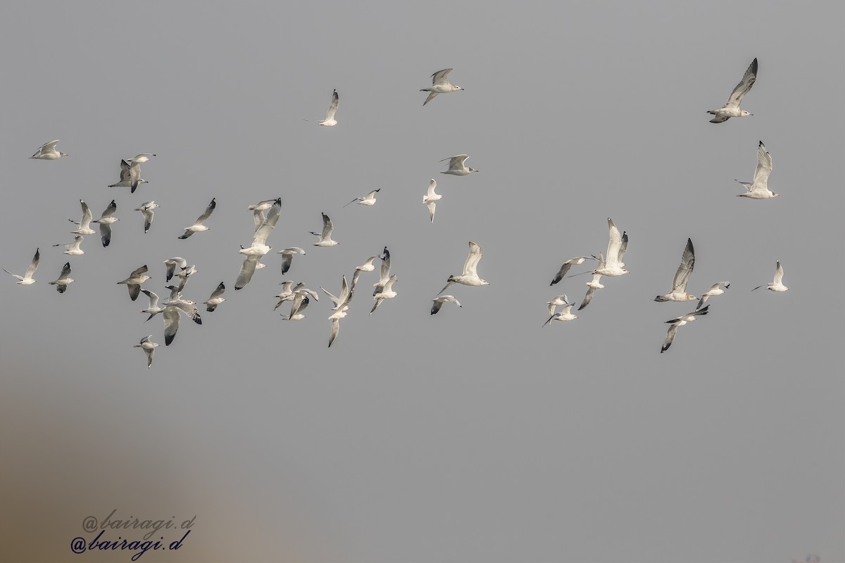Gaviota Sombría - ML645545439