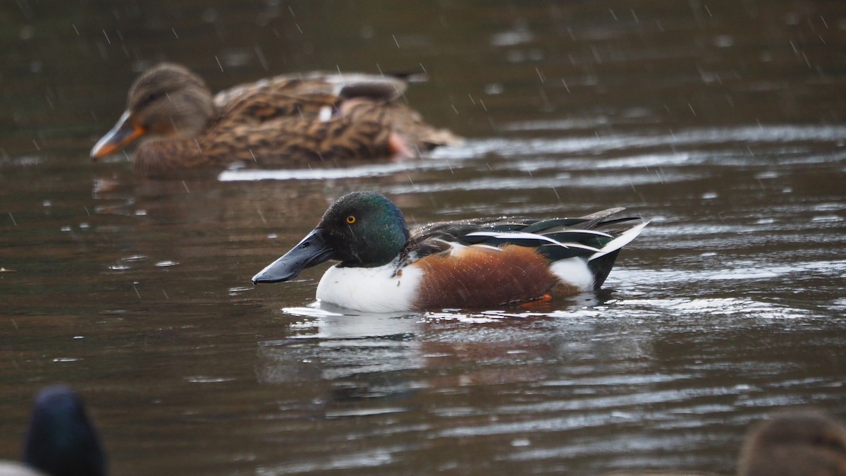 Cuchara Común - ML645545440