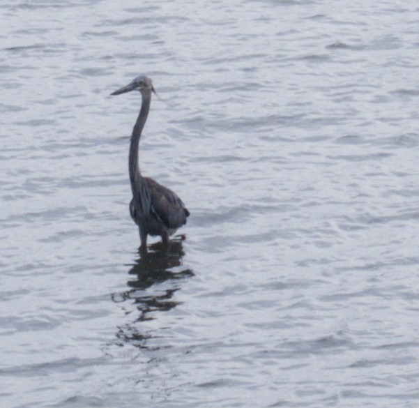 Garza de Sumatra - ML645545441