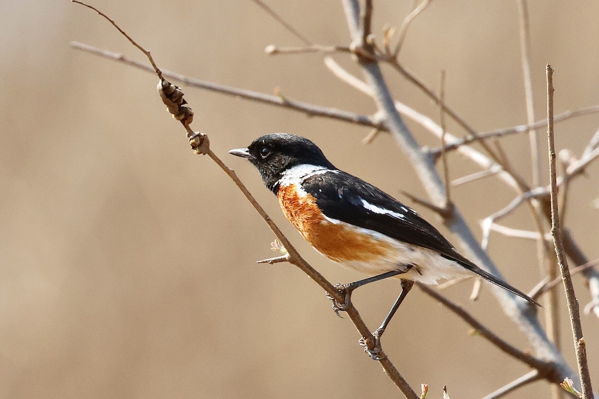 Tarabilla Africana - ML645545442