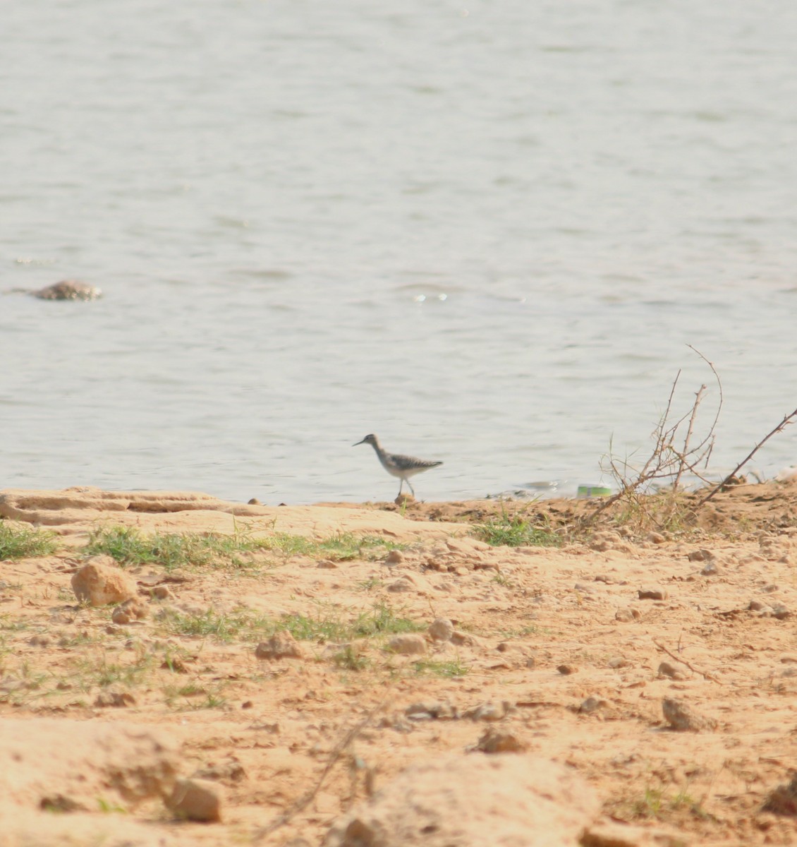 Andarríos Bastardo - ML645545443