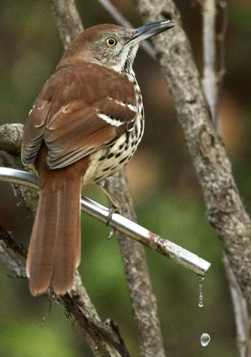 Cuitlacoche Rojizo - ML645545445