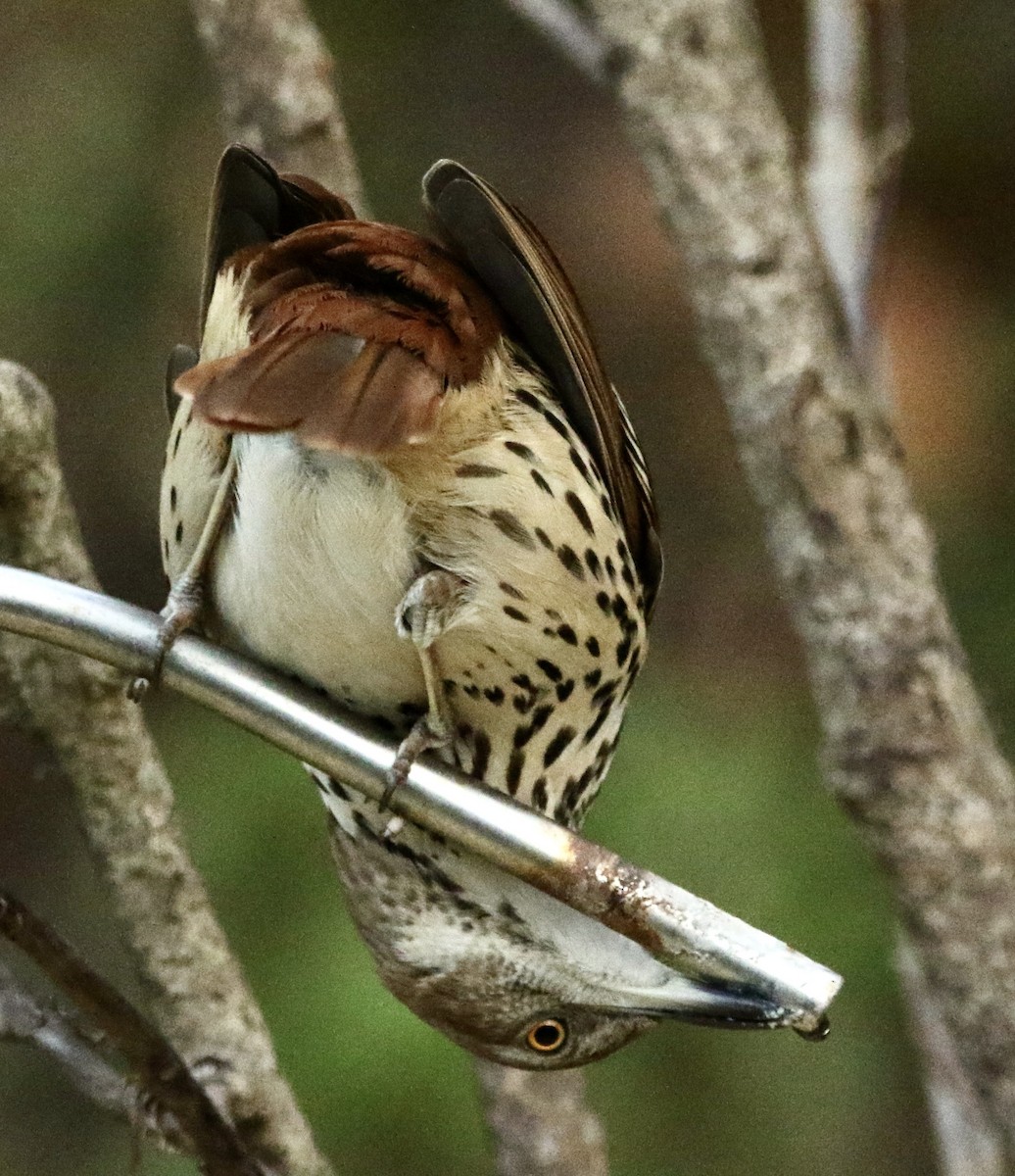 Cuitlacoche Rojizo - ML645545447